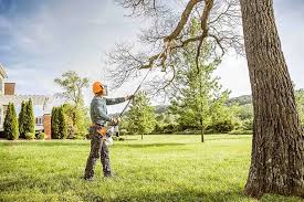 Best Lawn Renovation and Restoration  in Altamonte Springs, FL